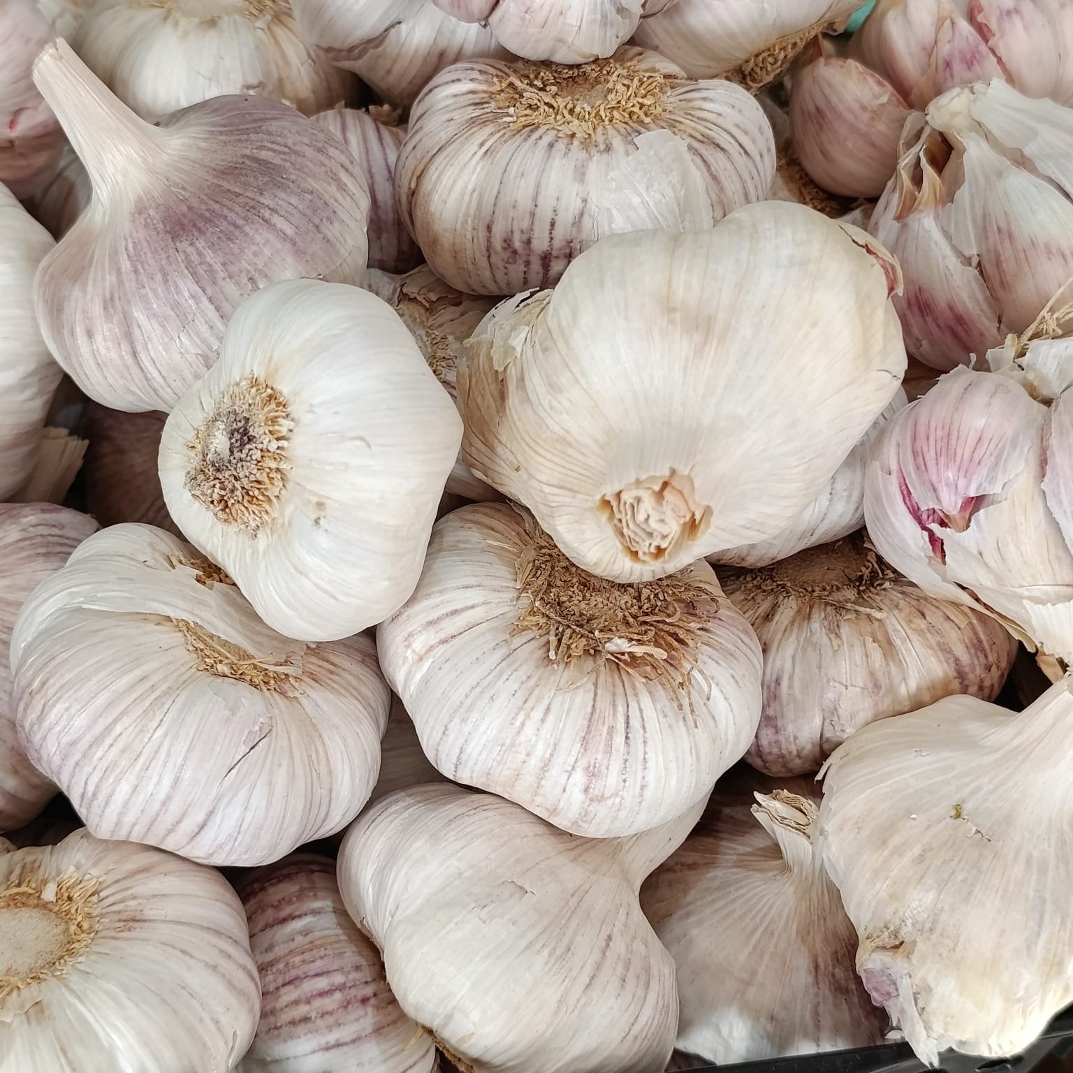 Ajo
