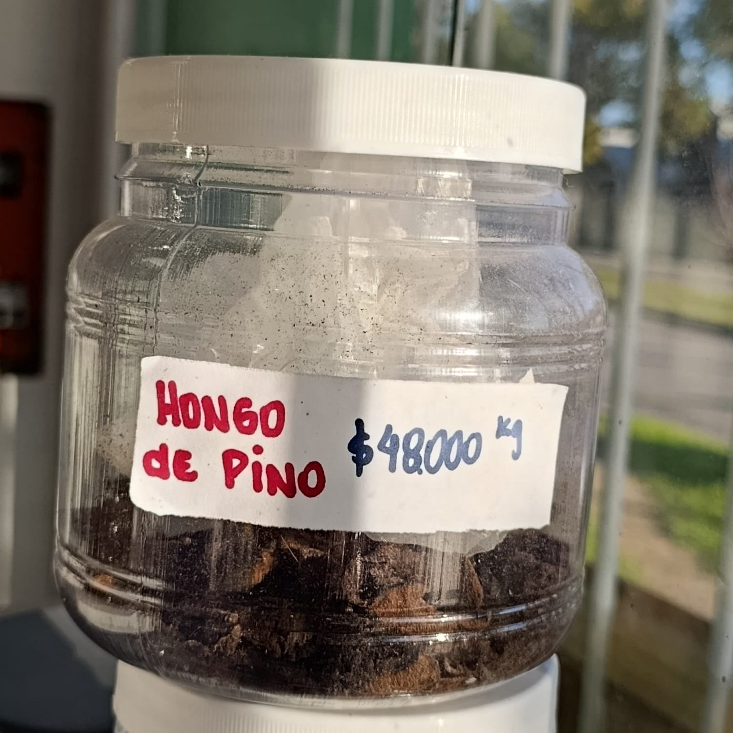 Hongo de Pino