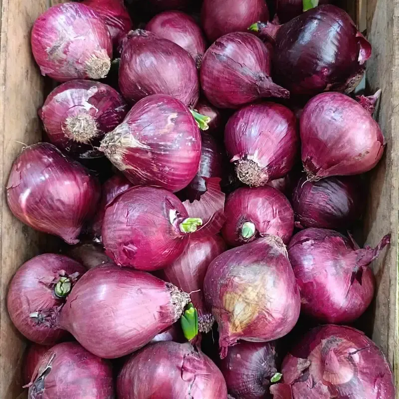 Cebolla morada