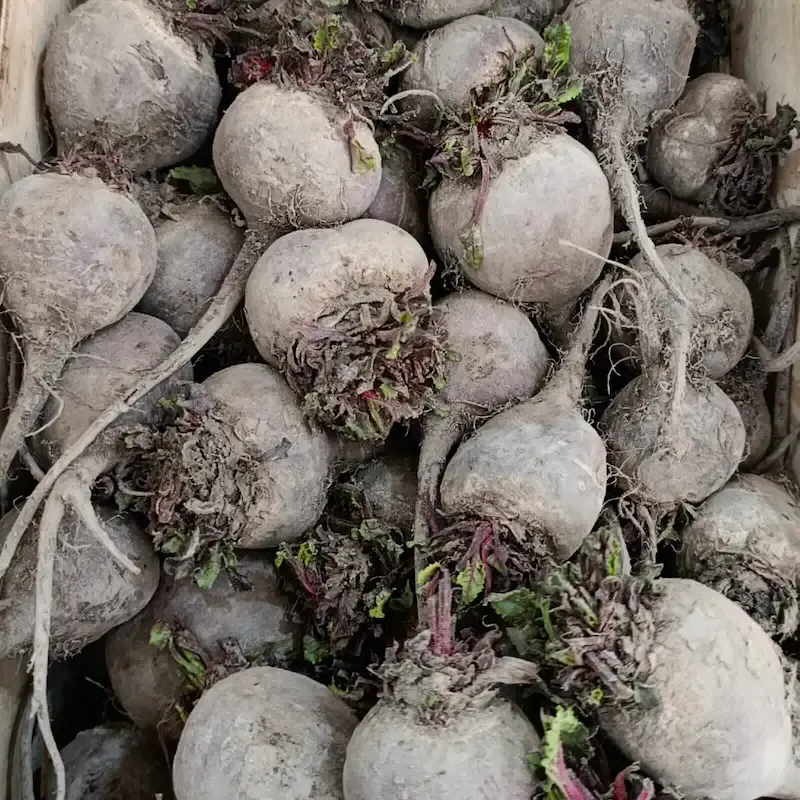 Remolacha