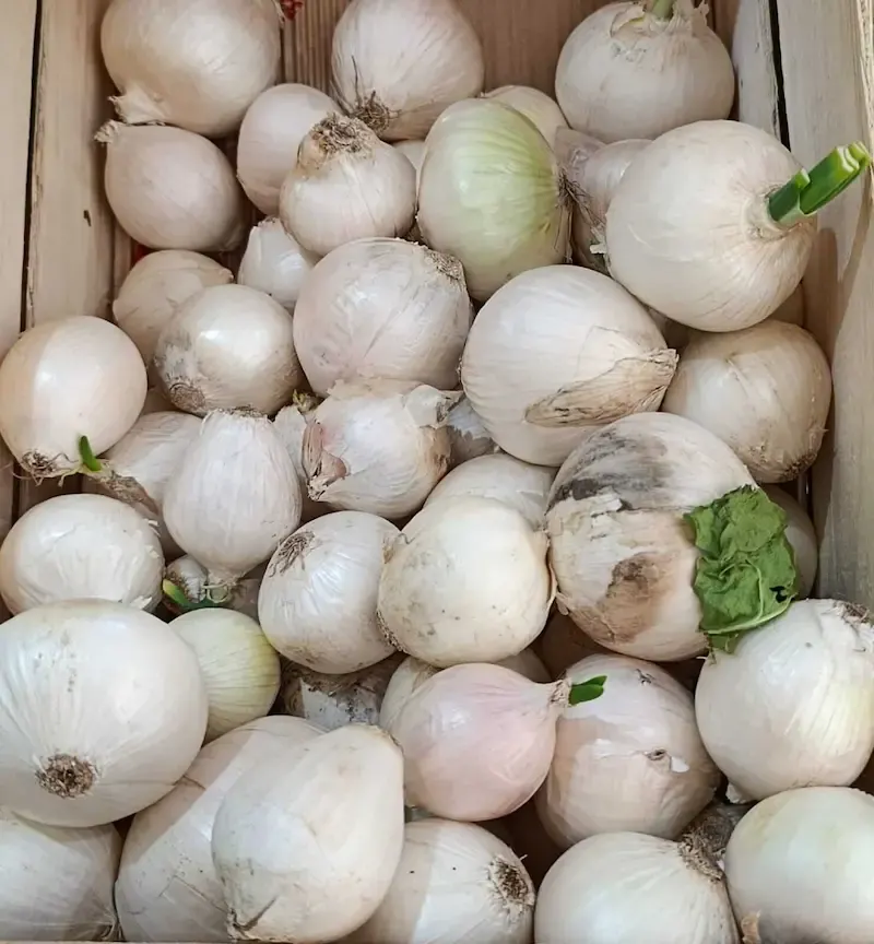 Cebolla Blanca
