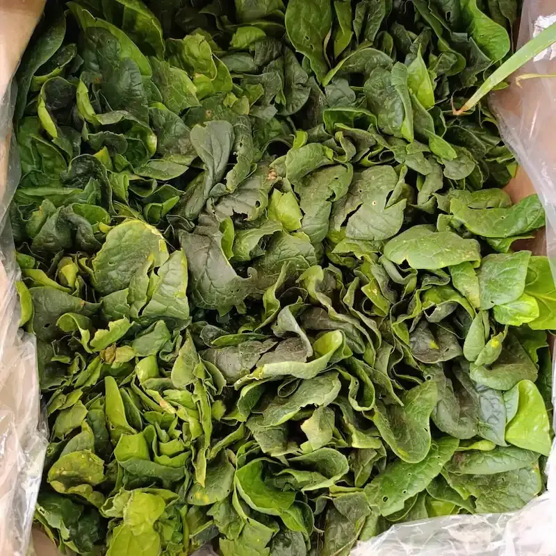 Espinaca