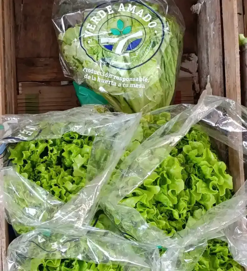 Lechuga