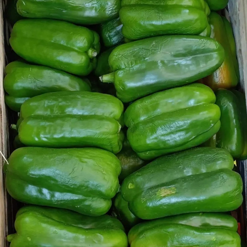 Morrón