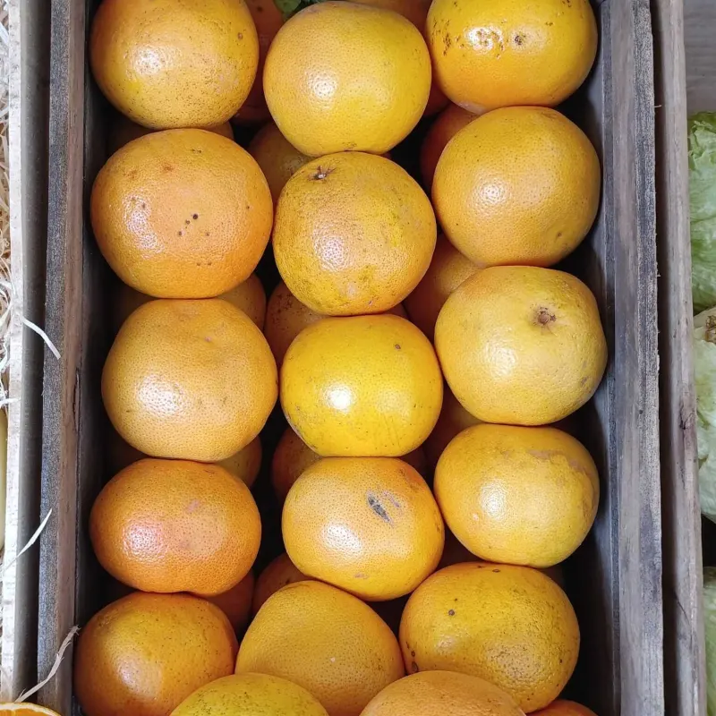 Pomelo