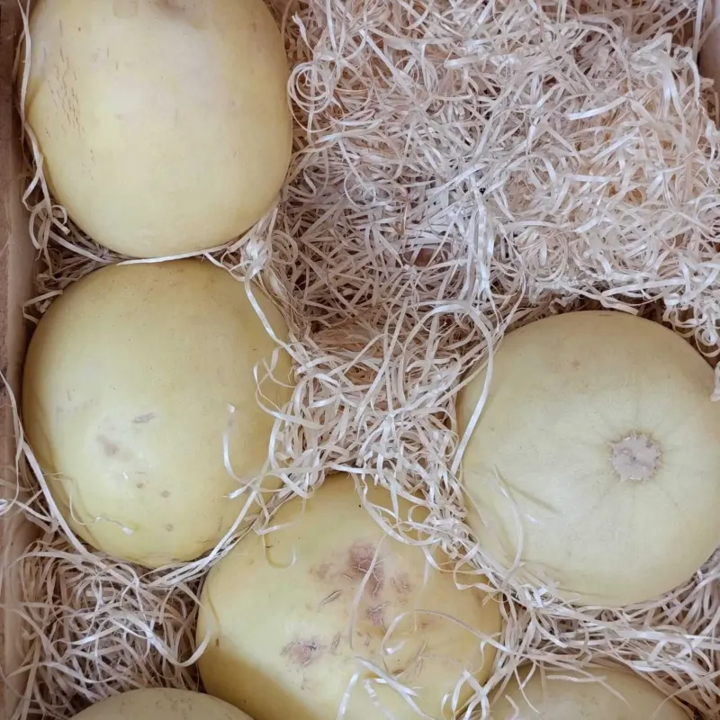 Melón