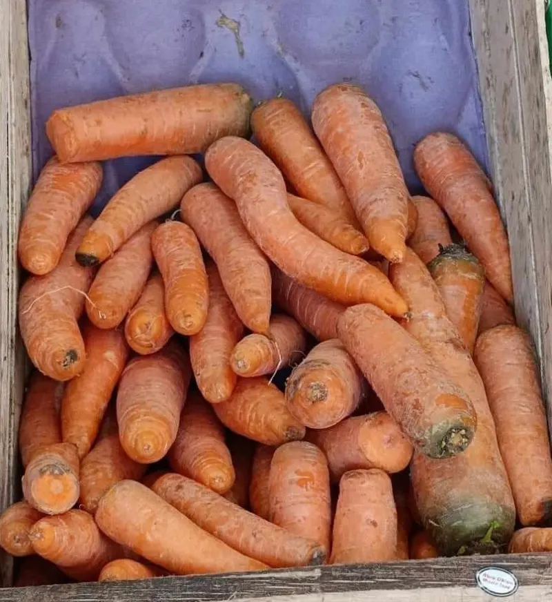 Zanahorias