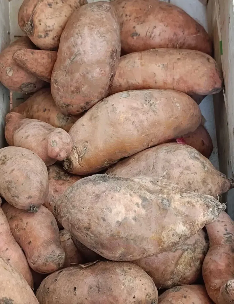 Batatas/boniatos