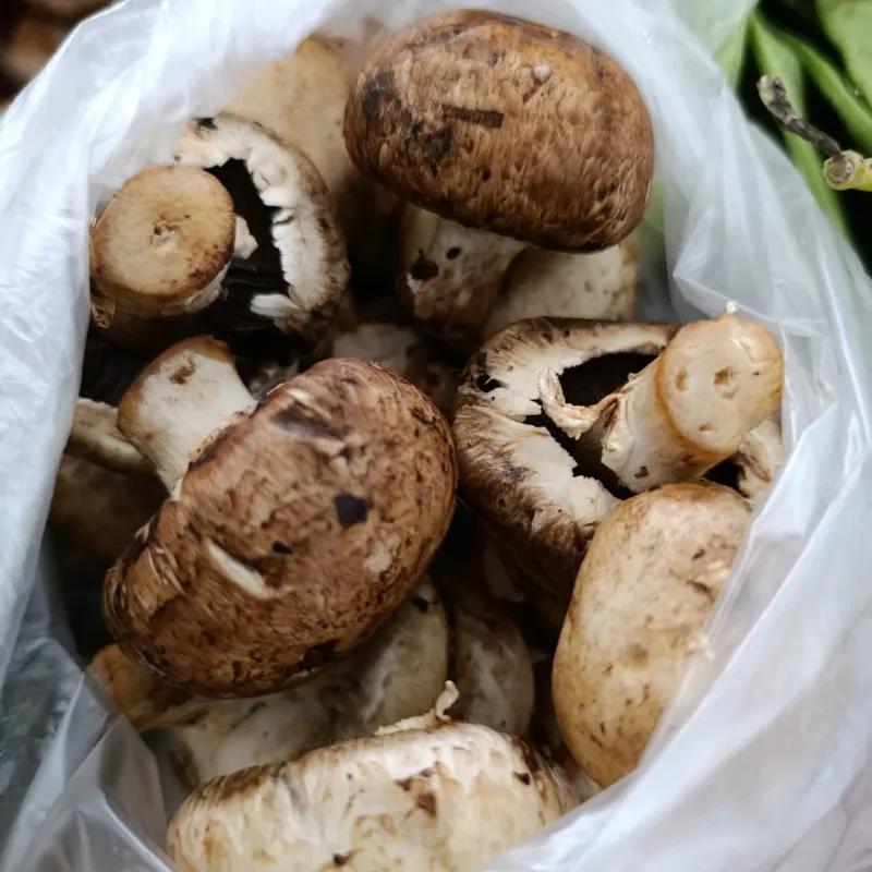 Champiñón Portobello
