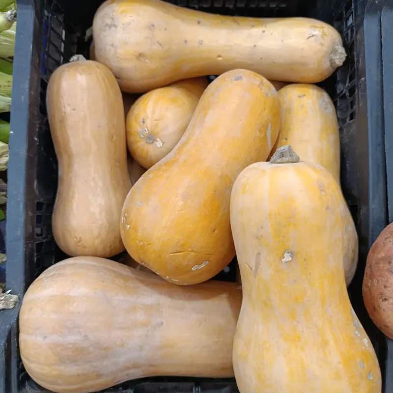 Calabaza