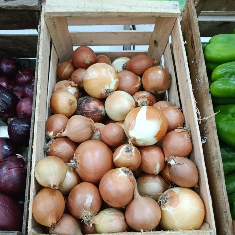 Cebolla