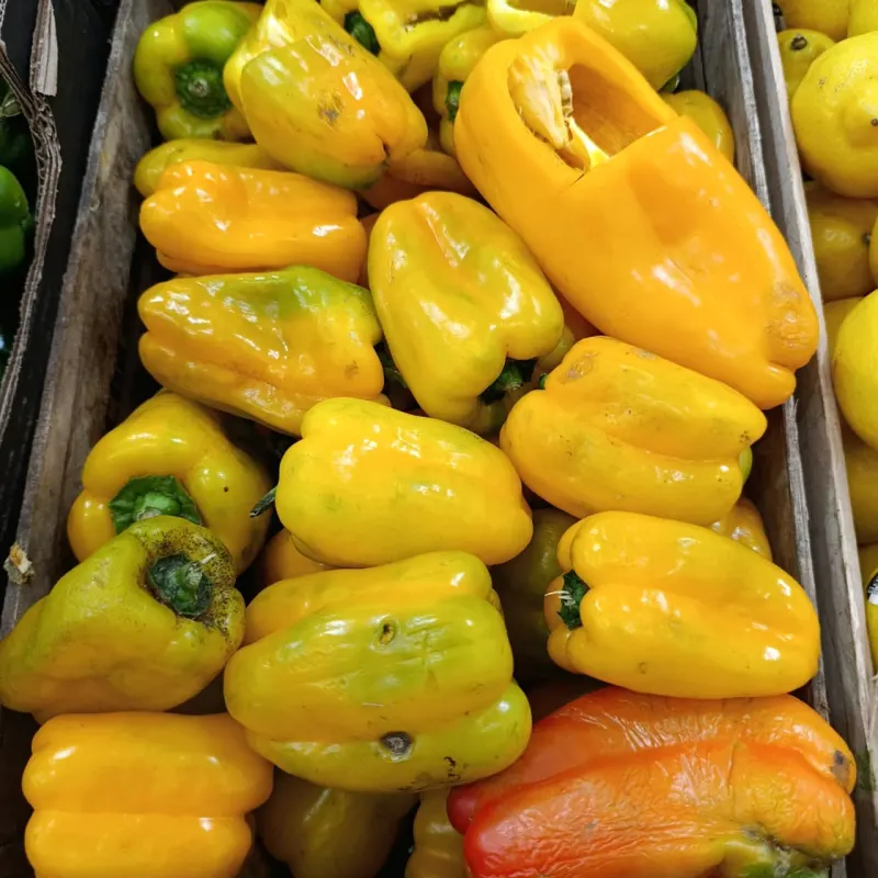 Morrón Amarillo