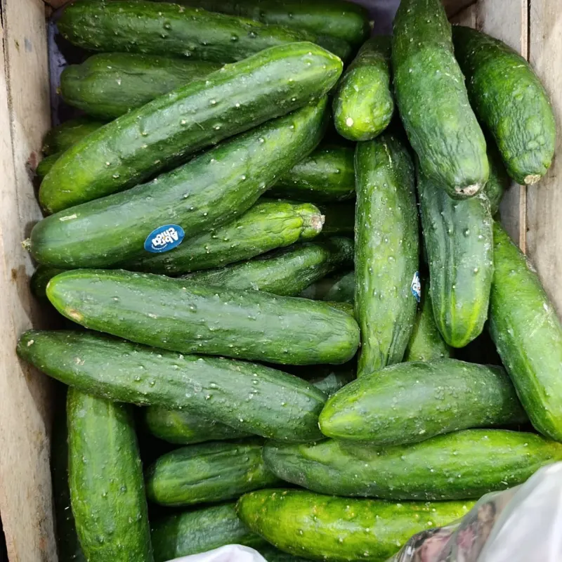 Pepino