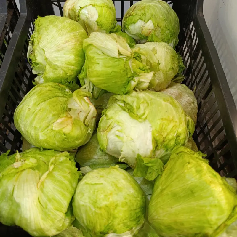 Lechuga Repollada