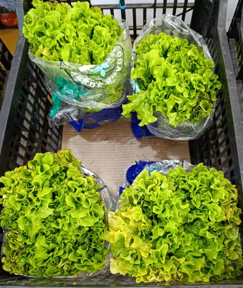 Lechuga Mantecosa