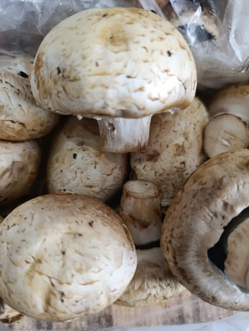 Champiñones