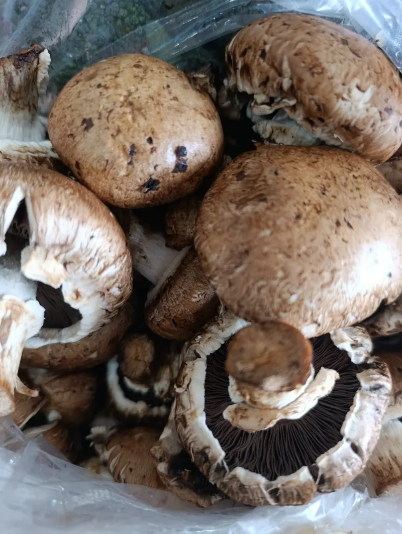Champiñones Portobello