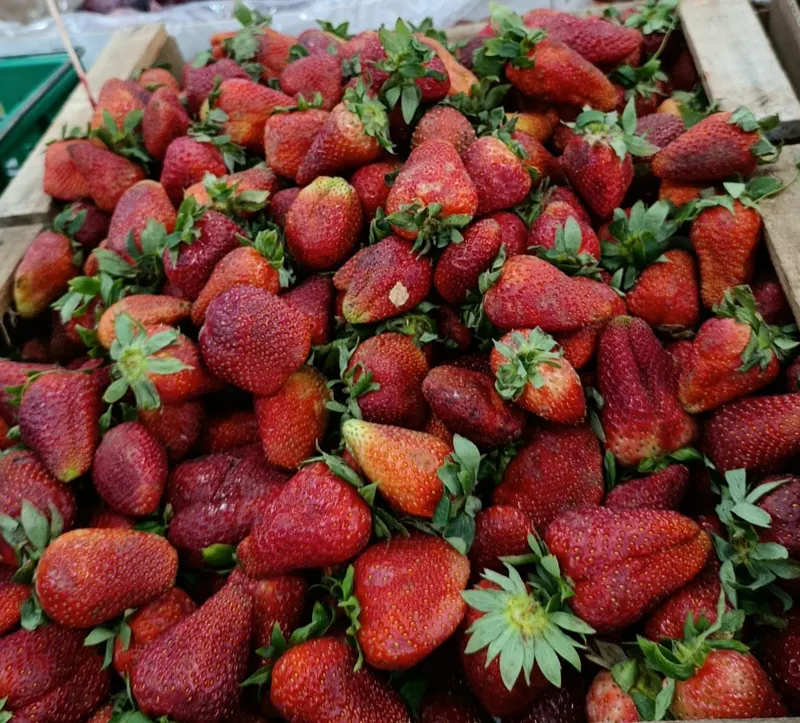 Frutillas XL
