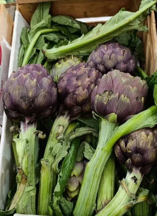 Alcachofa