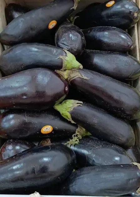 Berenjena