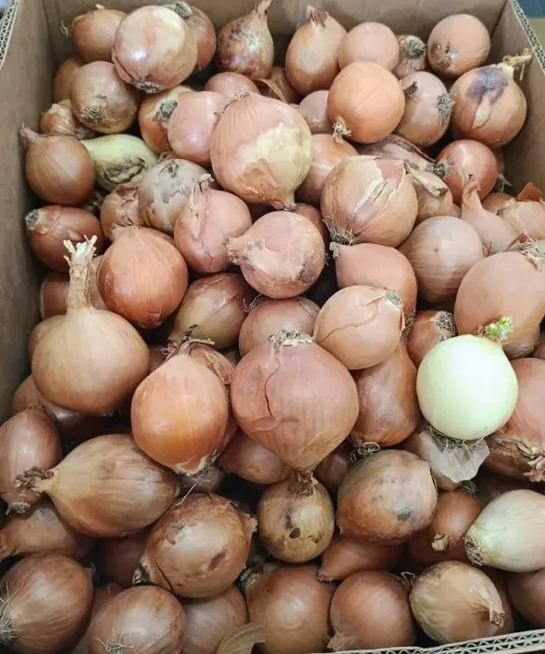 Cebolla
