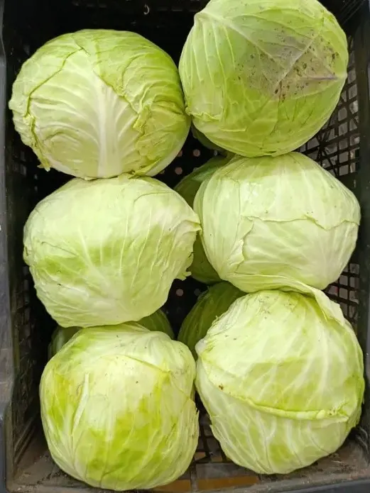 Repollo Verde