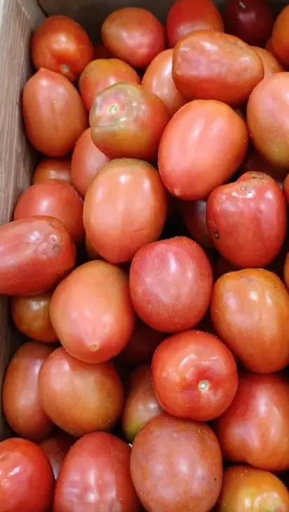 Tomate Perita