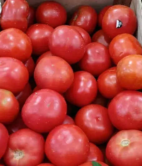 Tomate Redondo