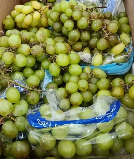 Uva Verde