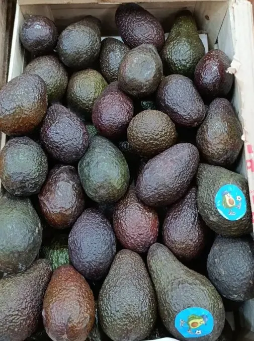 Palta
