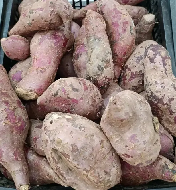Batata