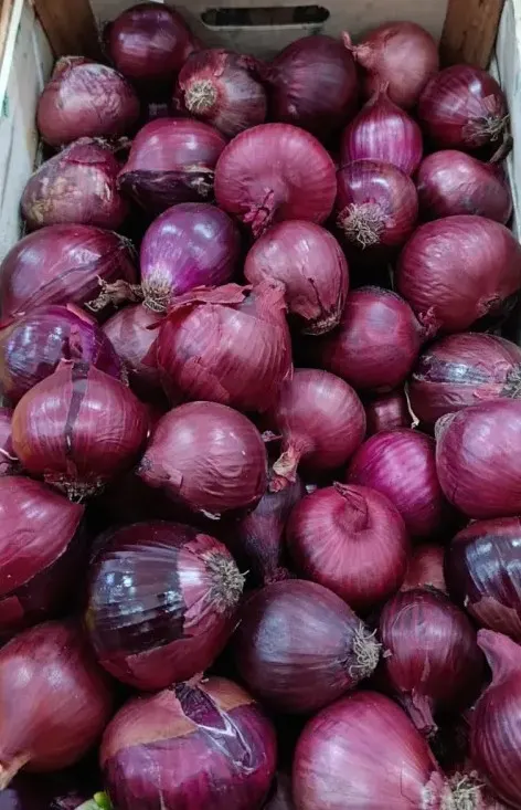 Cebolla Morada