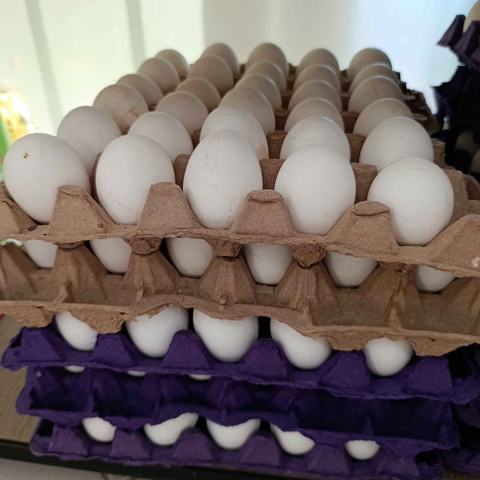 Huevos por Maple