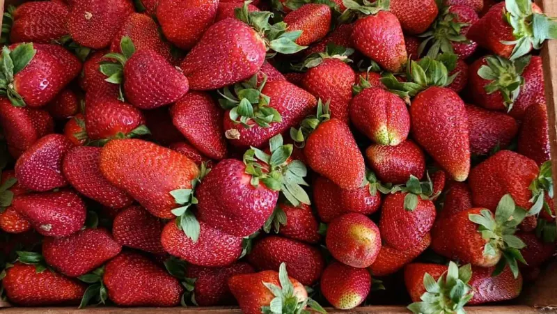 Frutillas 1/4 x $1500